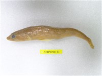 藏品(褐狗母魚)的圖片